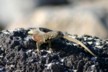 Male lava lizard