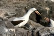 Nest building boobies
