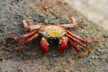 A close up of a Sally lightfoot crab