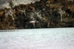 A flying flamingo