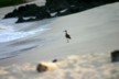 A whimbrel