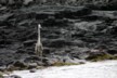 A white-cheeked blue heron