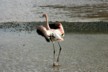 A young flamingo
