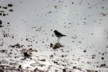 Crowned plover