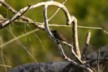 Finch 2