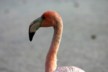 Flamingo head only