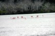 Flamingo lagoon for water skiers
