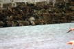 Flamingo nest