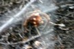 Hermit crab - anyone got a better photo