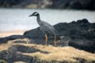 Lava heron 3