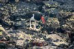 Oyster catcher 2