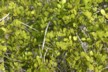 Plant adapted to live with very little water