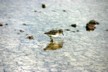 Sandpiper