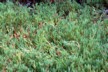 Sea purslane