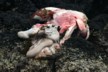The entrails of a goat
