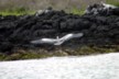 The flying heron