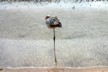 The juvenile flamingo