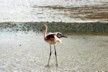 The juvenile walking