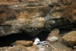 Tropic bird nest