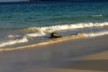 Turtle mating