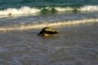 Turtle mating 2