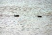 White-cheeked pintail ducks