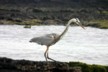 White cheeked blue heron