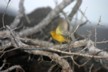 Yellow finch