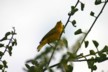 Yellow warbler