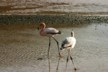 Young flamingoes