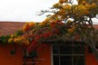 2 coloured acacia