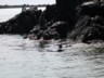 A family of penguins