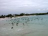 A feeding frenzy with boobies and pelicans