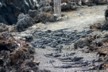 A hoard of marine iguanas blocking our way