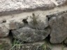 A lava lizard
