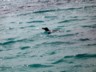 A penguin swimming