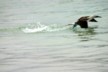 An almost airborne blue-footed booby
