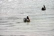 Brown pelican