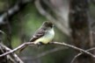 Female flycatcher