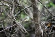 Female vermillion flycatcher