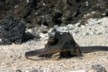 Fighting marine iguanas 1