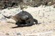 Fighting marine iguanas 2