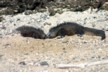 Fighting marine iguanas 3