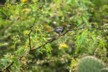 Grey finch