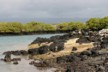 Mangroves