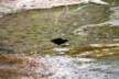 Moorhen