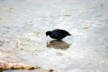 Moorhen 2