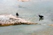 Moorhen 3