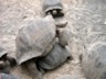One tortoise walking over another
