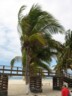 Palm trees at Puerto Villamil